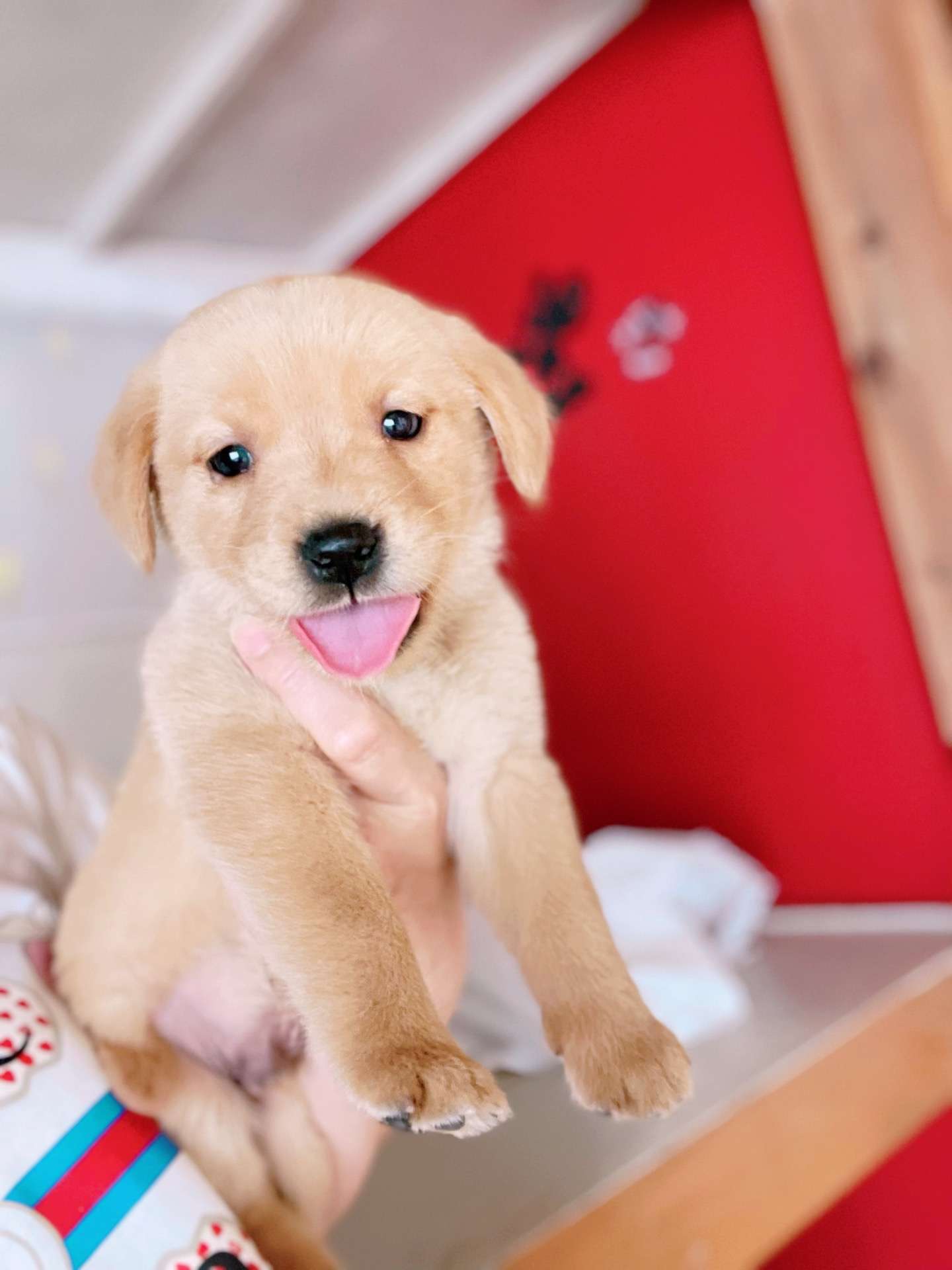 ミックス犬 <br>男の子 全額15万‼