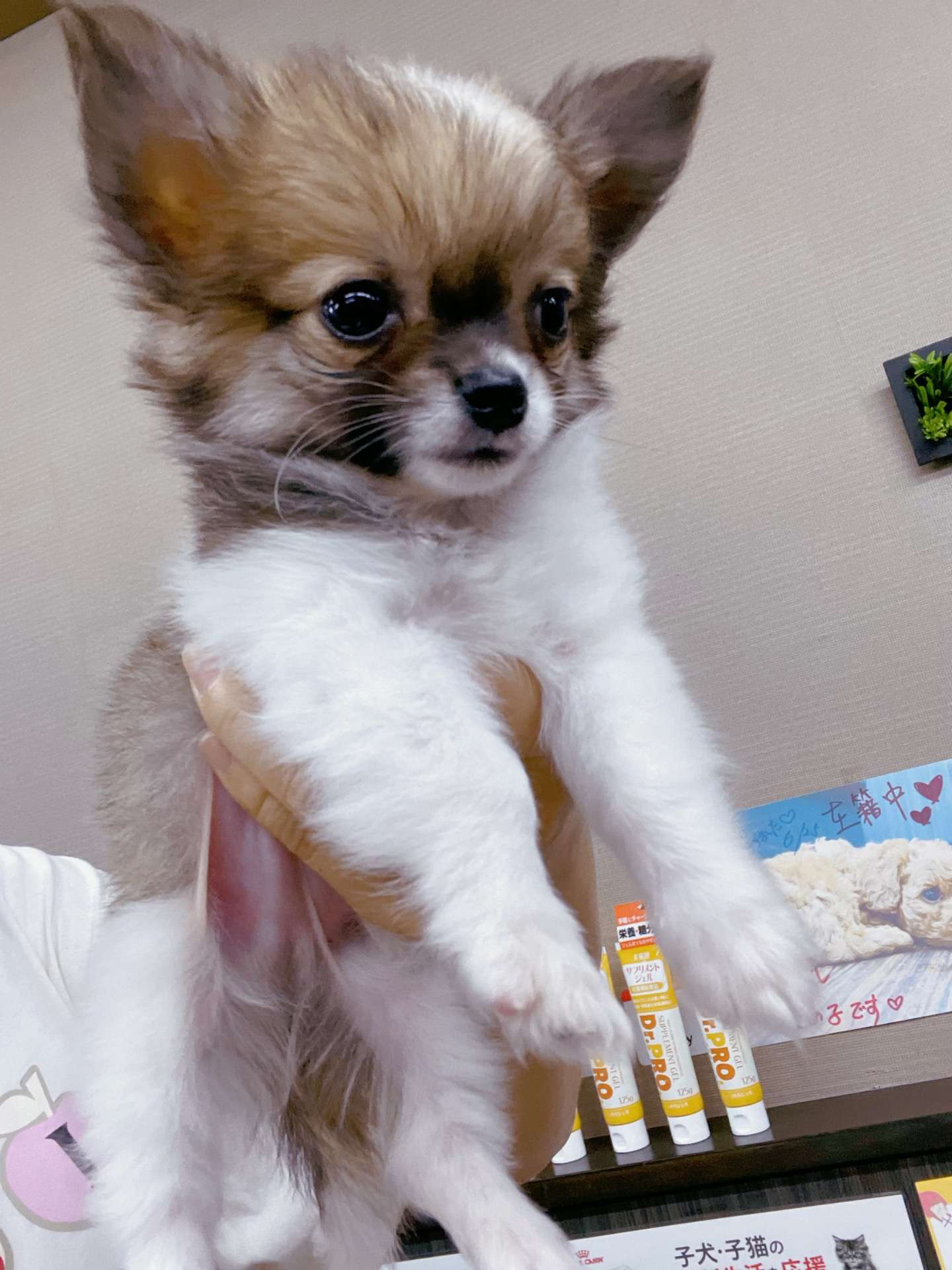 チワワちゃん<br>価格200,000円(税込) 性別 男の子