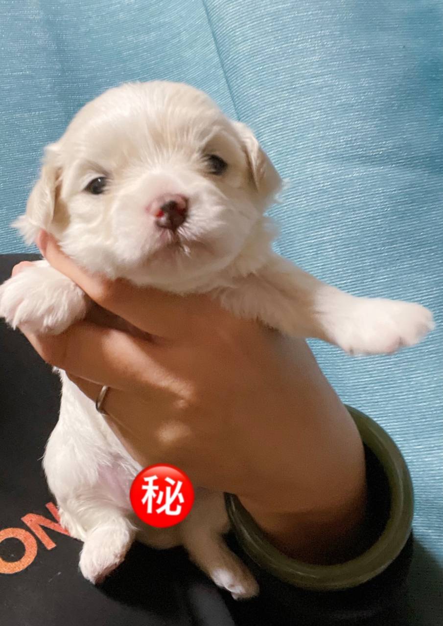 可愛いマルチーズ <br>価格 21万円(税込) 性別 男の子